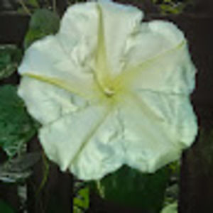 Meet your Posher, Susanne